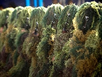 Camouflage (Army) - similarity