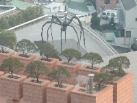 Giant spider in South Korea (Giant) - similarity