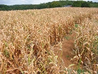 Art field : Windmill (Art) - similarity