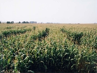 Art field : human (Art) - similarity