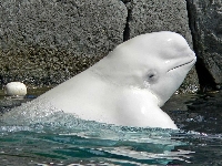 Beluga (Look Like) - similarity
