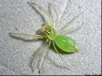 Spider (Giant) - similarity