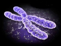 Chromosome (Look Like) - similarity