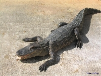 Crocodile (Look Like) - similarity