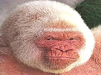 Gorilla face (Look Like) - similarity