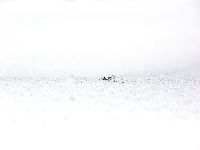 Giant spiderweb field (Art) - similarity