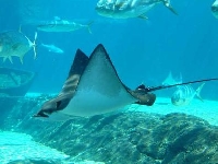 Ray (Look Like) - similarity