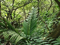 Leaf (Giant) - similarity