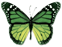 Butterfly pound (Look Like) - similarity