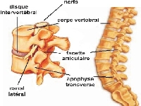 Spine (Look Like) - similarity