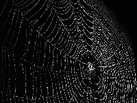 Rock web (Look Like) - similarity