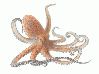 Octopus (Crop circle) - similarity