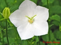 Flower (Look Like) - similarity