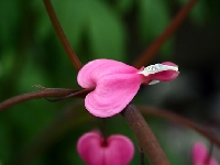 Heart district (Look Like) - similarity