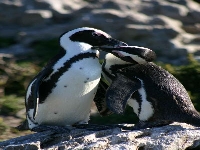 Heart green lake (Look Like) - similarity