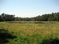 Fish forest (Look Like) - similarity