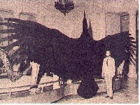 Giant bird (Record) - similarity