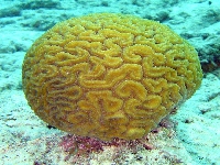 Coral (Landscape) - similarity