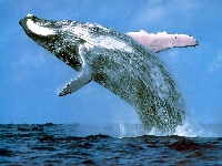 Whales (Animals) - similarity