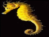 Seahorse (Look Like) - similarity