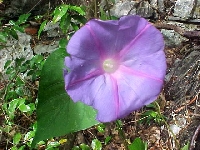 Nil flower (Look Like) - similarity