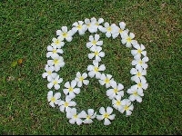 Peace field (Art) - similarity