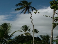 Palm tree gone (Art) - similarity