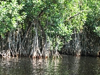 Mangove boat (Transportation) - similarity