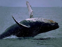 Whale (Event) - similarity