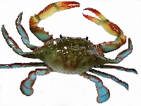 Crab (Look Like) - similarity