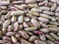 Tennis bean (Look Like) - similarity