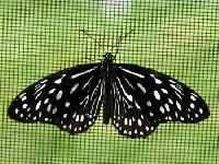 Butterfly island (Landscape) - similarity