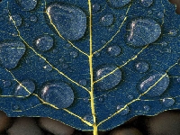 Blue leaf (Look Like) - similarity