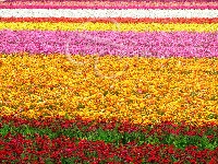 Flower ray (Human made) - similarity