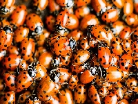Ladybug (Giant) - similarity