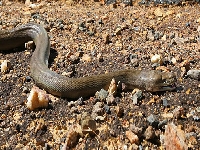 Sneaky road (Construction) - similarity