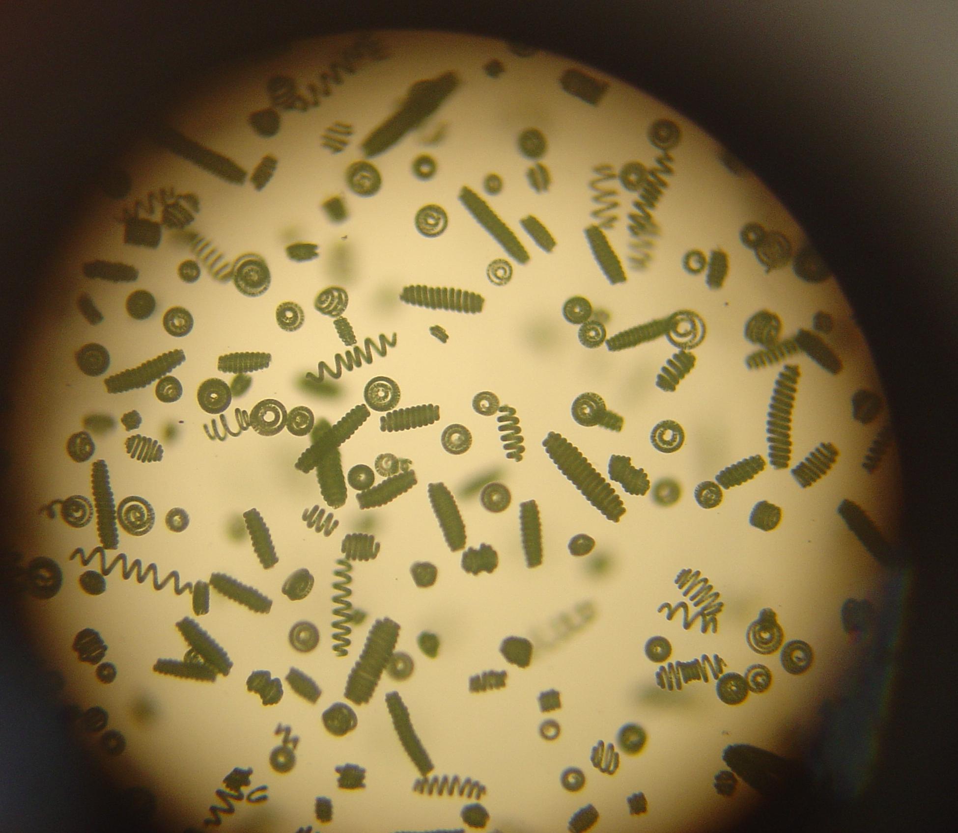 Бактерии молочнокислого брожения. Spirulina микроскоп. Спирулина (Spirulina) под микроскопом. Термофильные бациллы. Arthrospira водоросли.