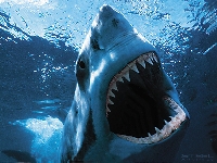 Shark 3D (Look Like) - similarity