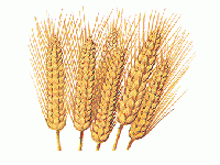 Wheat (Look Like) - similarity