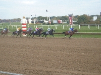 Horse race (Event) - similarity