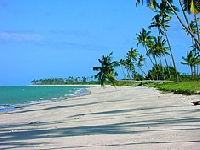 Palm tree (Landscape) - similarity