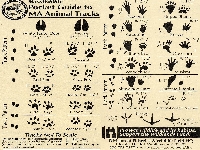Animal foot prints (Animals) - similarity