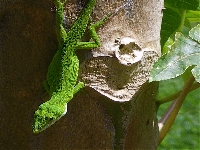 Giant lizard (Giant) - similarity