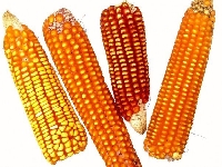 Transgenic corn (Art) - similarity