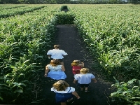 Quick made maze (Human made) - similarity