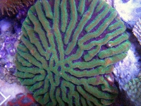 Thoressy mega maze (Human made) - similarity