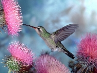 Halloween bird field (Human made) - similarity