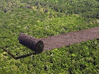 Window on deforestation (Pollution) - similarity