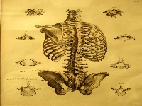 Spine (Look Like) - similarity
