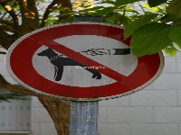 Dog walking (People) - similarity